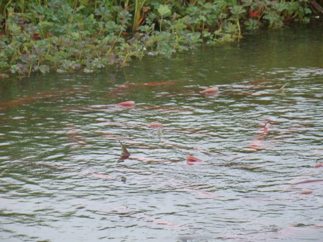 Анна Батаева | Санкт-Петербург