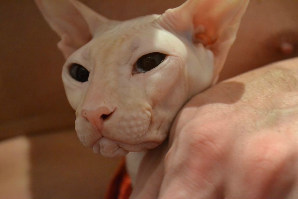 Андрей Пестриков | Самара