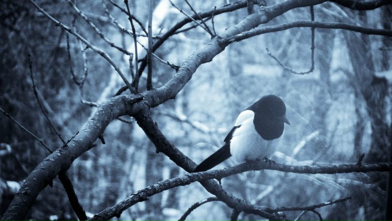 Владимир Шапран | Киев