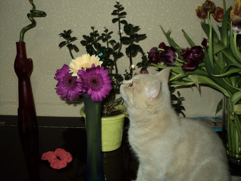 Кристина Барабанова | Петрозаводск