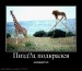 Міша Малкович фотография #35