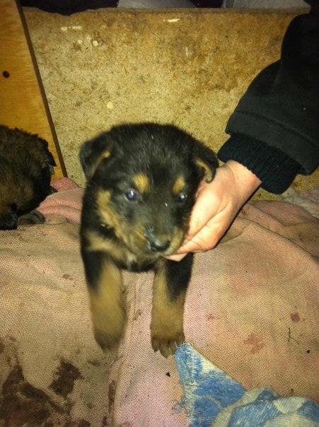 Mirali Angel | Киев