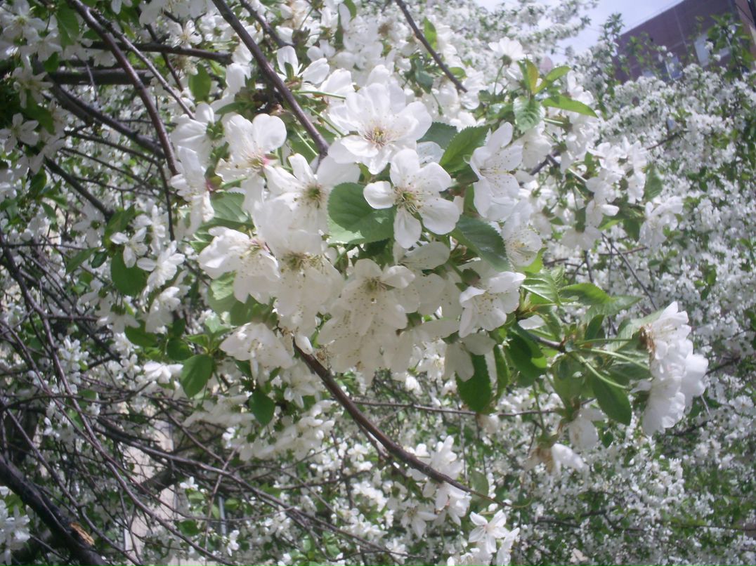 Марина Смушкова | Кривой Рог