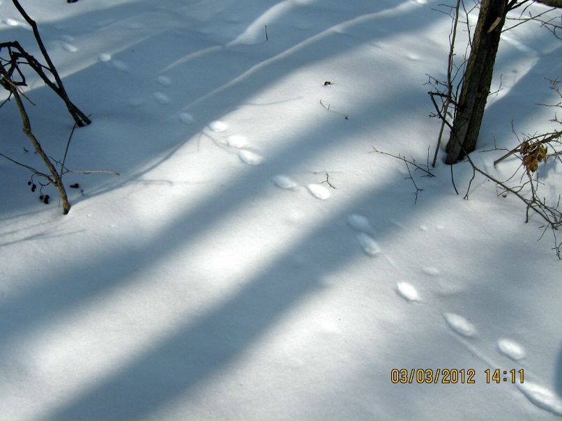 Юлия Горожанкина | Воронеж