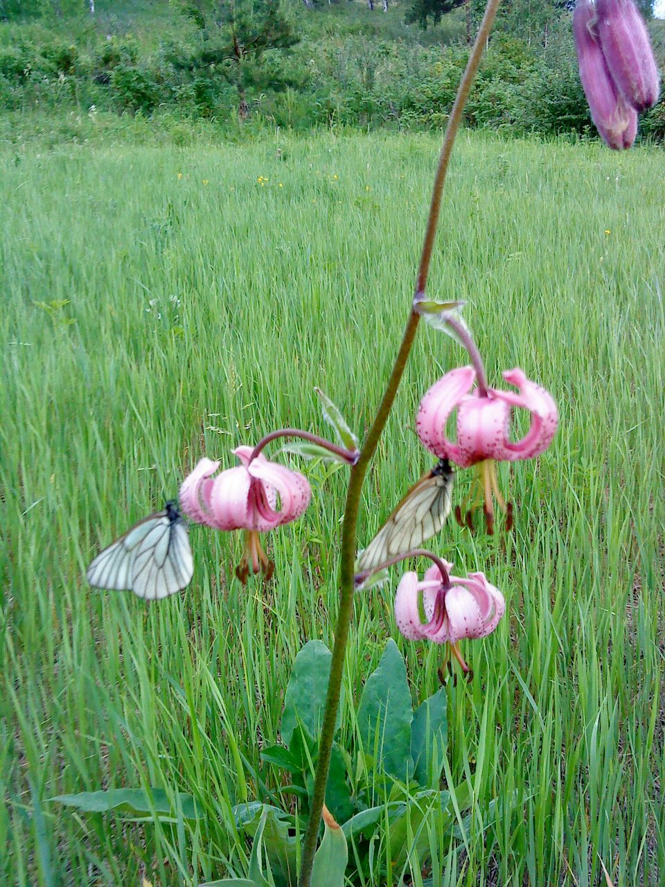 Надежда Еланова | Саяногорск