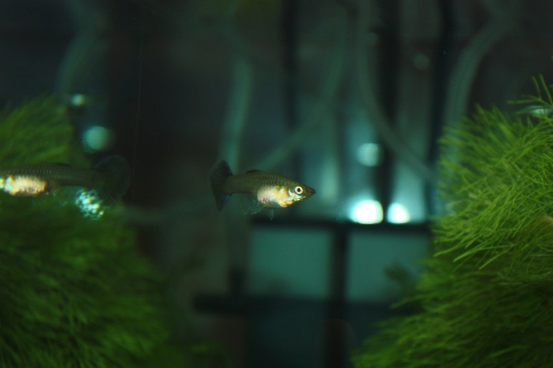 Катя Сарафанова | Севастополь