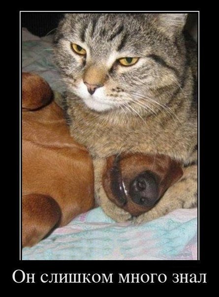 Багз Банни Кволик | Киев