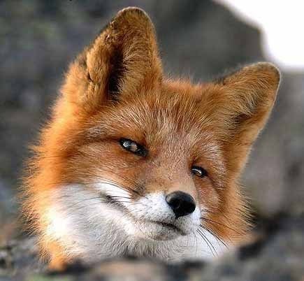 Наталья Мариненко | Сафоново