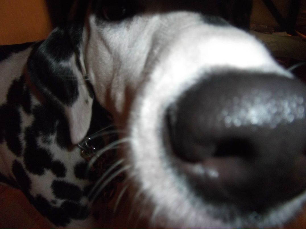 Елена Апёнышева | Краснодар