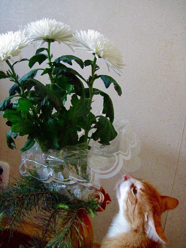 Наталья Дюльгер | Котлас