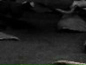 Снежана Колиенко | Макеевка