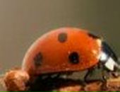 Алла Архипова | Калининград