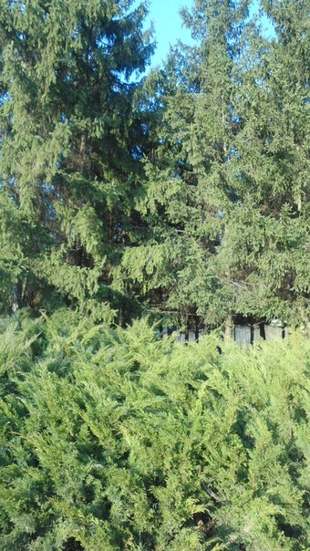 №50, Оля Сташкевич, 33 года, Тополи №50, Оля Сташкевич, 33 года, Тополи