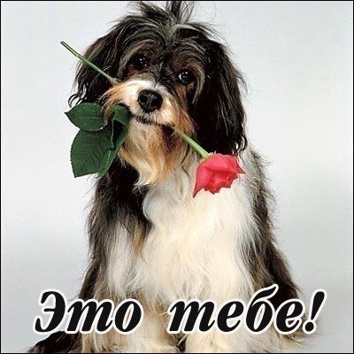 Сервер Алиев | 