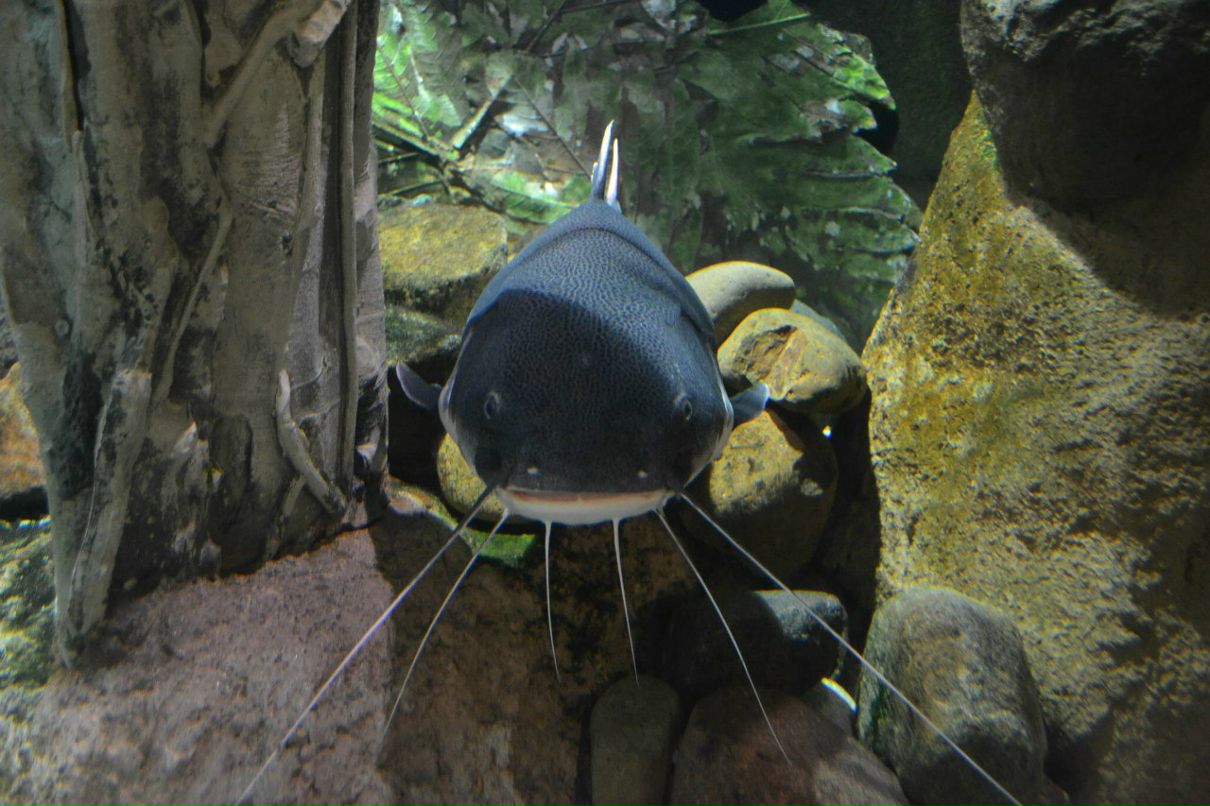 Елена Борыгина | Псков