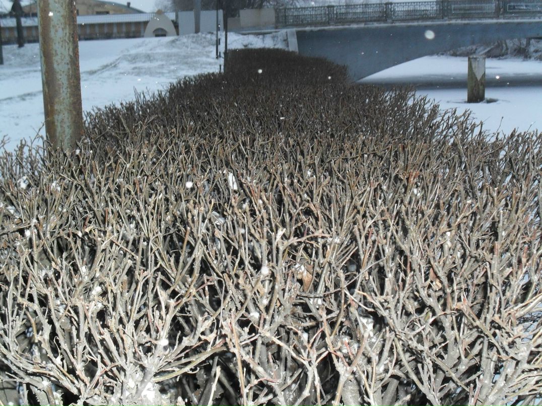 Nickolas Rocknroll | Санкт-Петербург