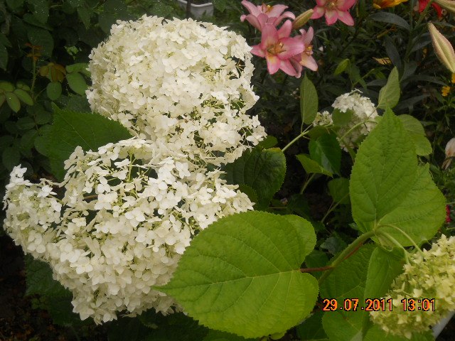 Любовь Трофименко | Лахденпохья