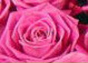 Юлия Бобырева | Санкт-Петербург