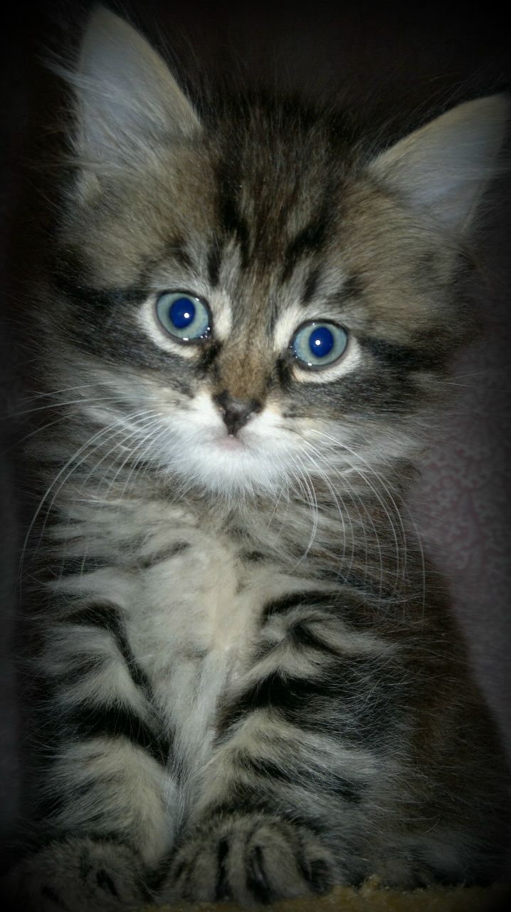 Елена Николаева | Домодедово