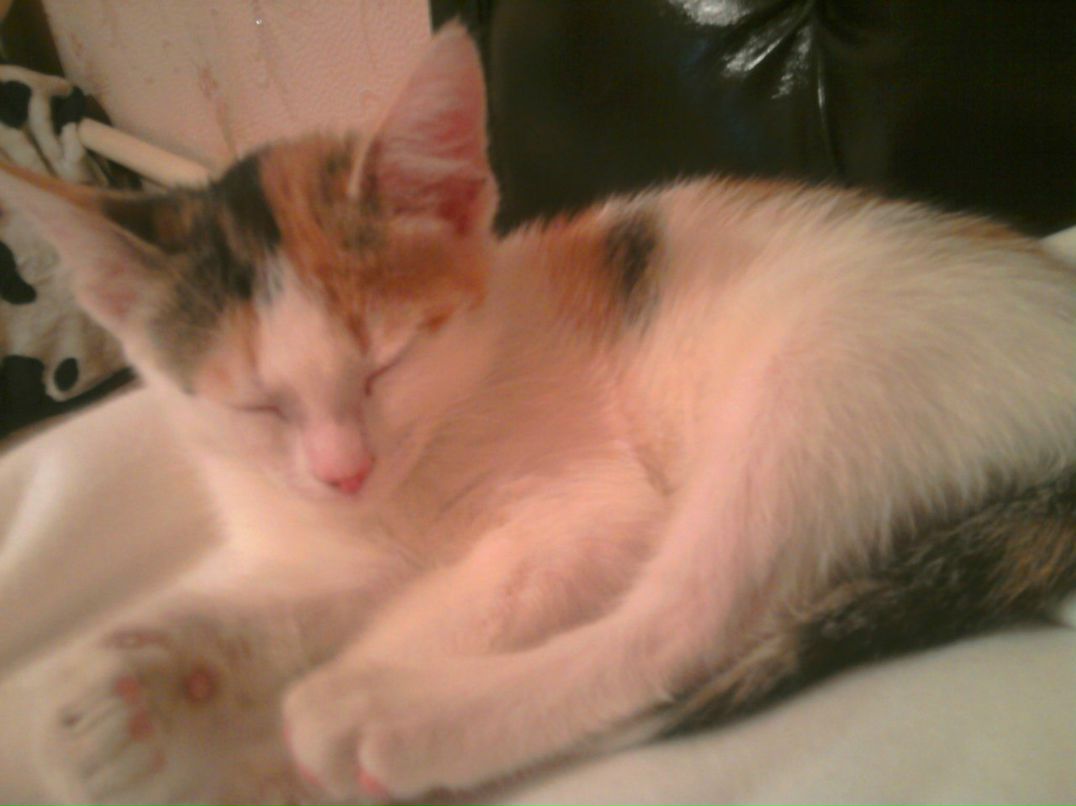 Анна Великогло | Краснодар