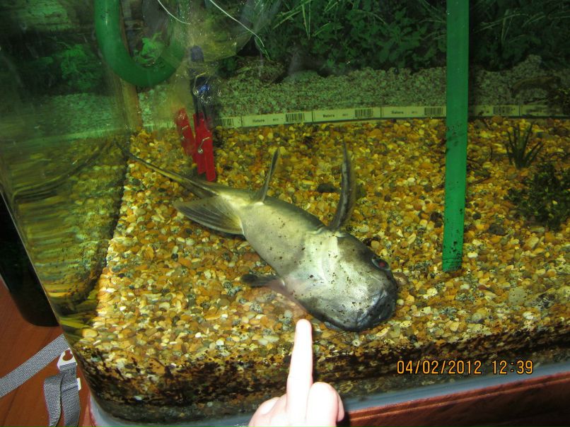 Ирина Каргальцева | 