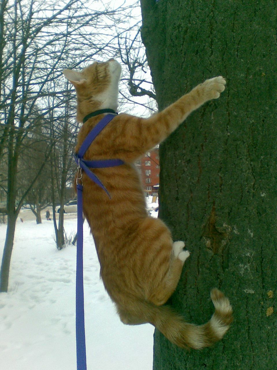 Мария Балакшина | Дмитров