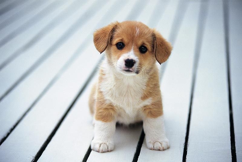 Людмила Степчук | Житомир