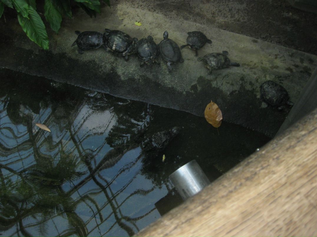 Suren Akopov | Москва