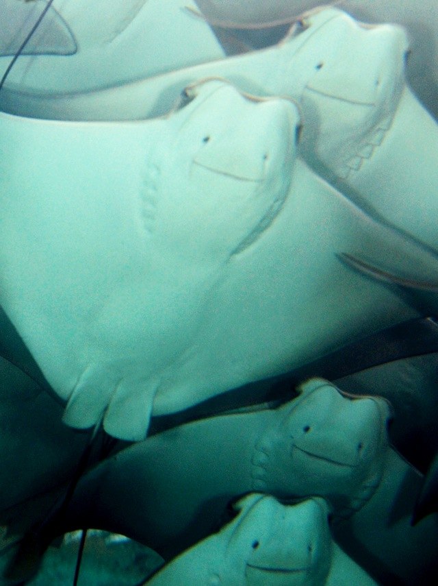 Лев Мишин Во-Ржи | Москва