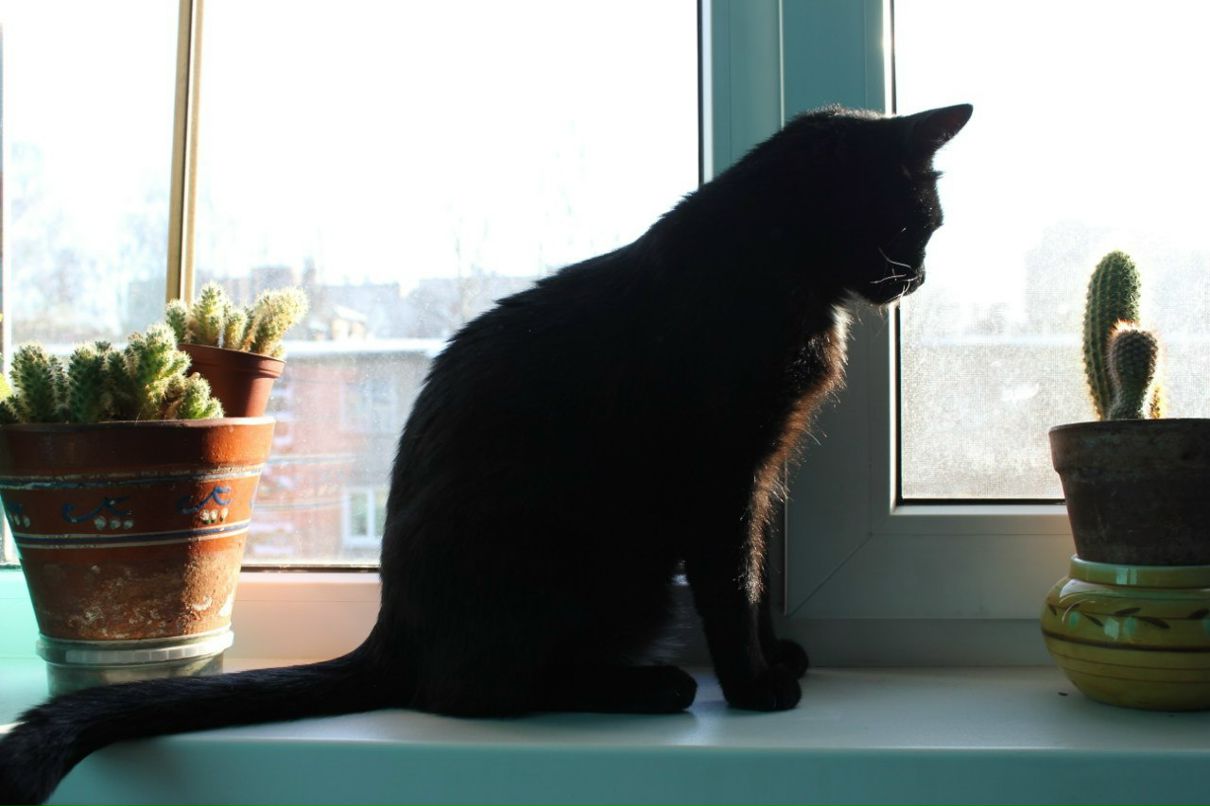 Полина Калашникова | Санкт-Петербург