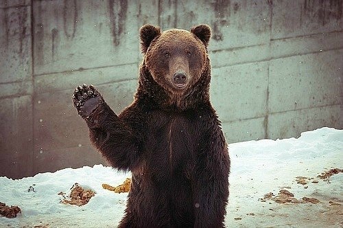 Ариадна Закервашевич | Toulouse