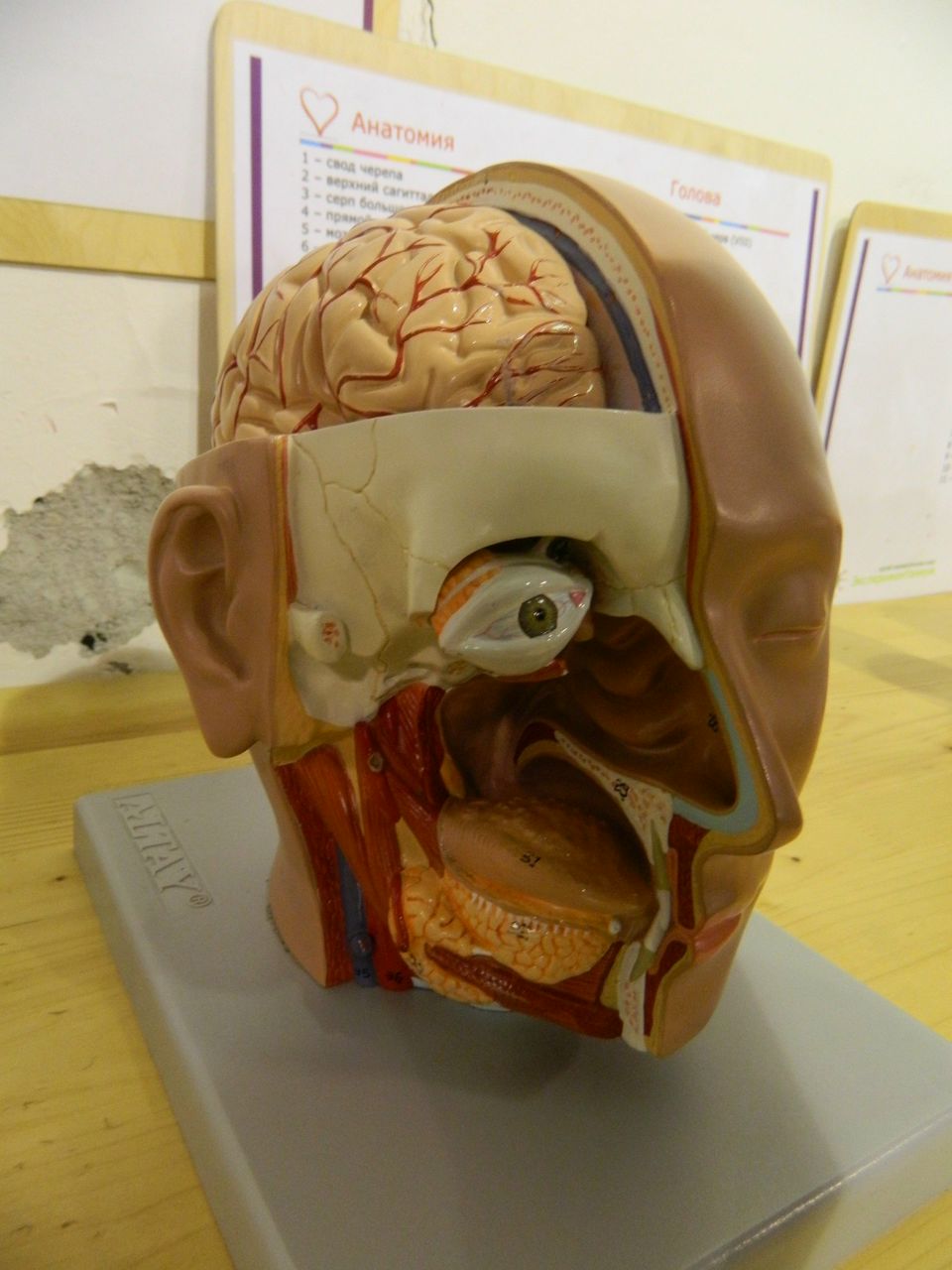 Елена Кошелева | Москва