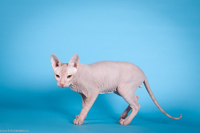 Анна Высоцкая | Томск