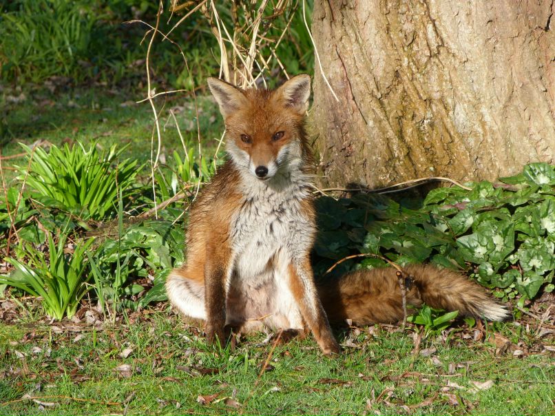 Евгений Лис aka Добрый Хитрый Лунный Чёрный | Лисичанск