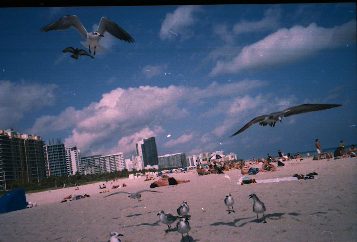 Василиса Прекрасная | Москва