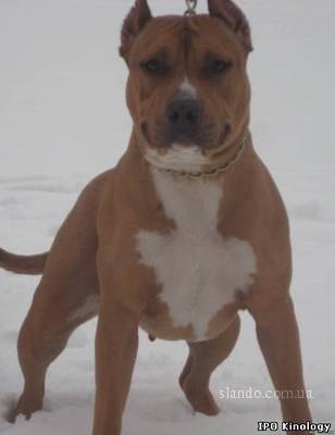 Виталий Строгий | Albuquerque