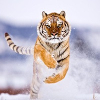 Евгений Поляков