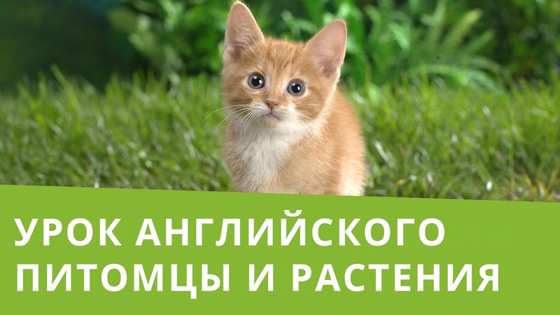 Урок английского на тему "Домашние животные, Питомцы" (Farm Animals, Pets)
