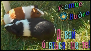 Давай бояться вместе.