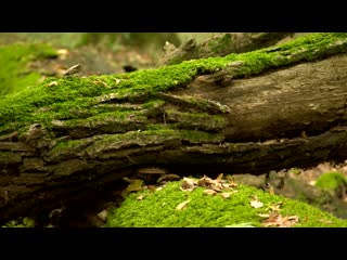 Christoph Graupner - Concerto for Viola d'amore and Viola in D major, GWV 317 - Orchestra Ars Longa Eugeniusz Dbrowski