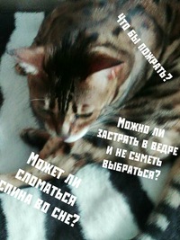 Дима Хомяк