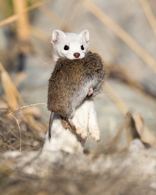 ласка норка хорёк горностай. ласка обыкновенная (mustela nivalis). горностай и куница. ласка мыши. куница ласка горностай.