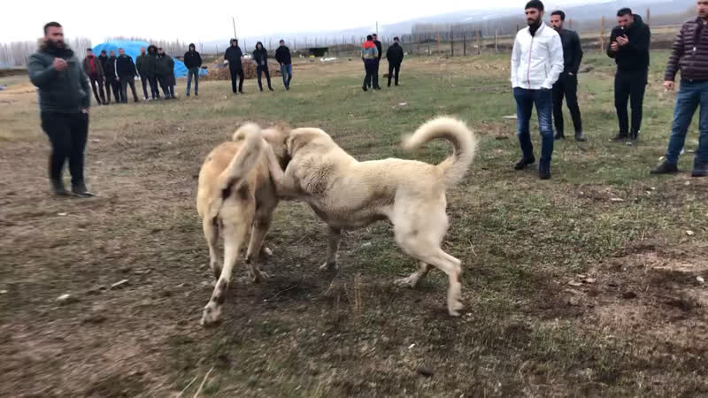 Akkuş