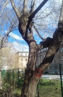 Клен во дворе