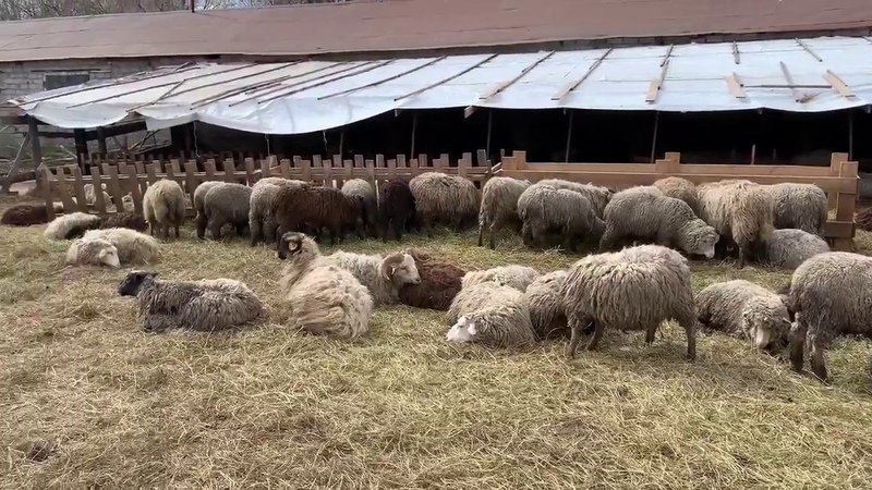 барашки казан. барашки казан. барашка благовещенск. бараны большой труев на курбан. альметьевск курбан.