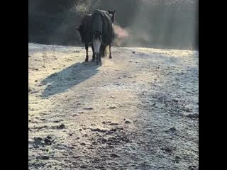 There be dragons #horsesofinstagram #frostymorning #winter #naturalhorse #barefoot