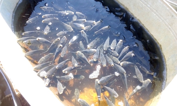 Зарыбление пруда карпом. Выпуск малька в водоем. Запустить малька в пруд. Осетровые пруды. Запустить малька в пруд.