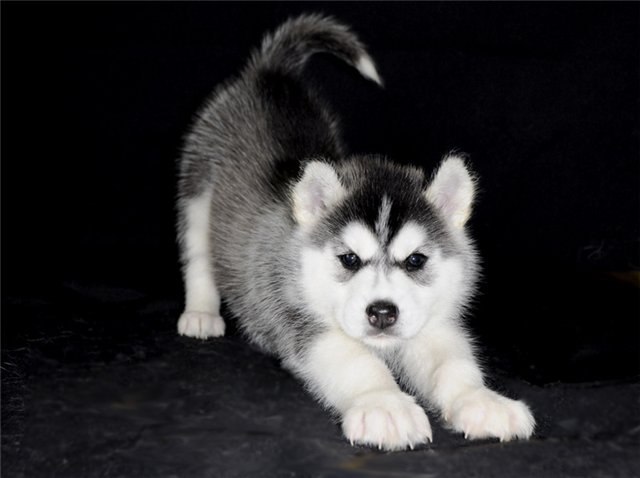 Елена Ерохова | Новосибирск