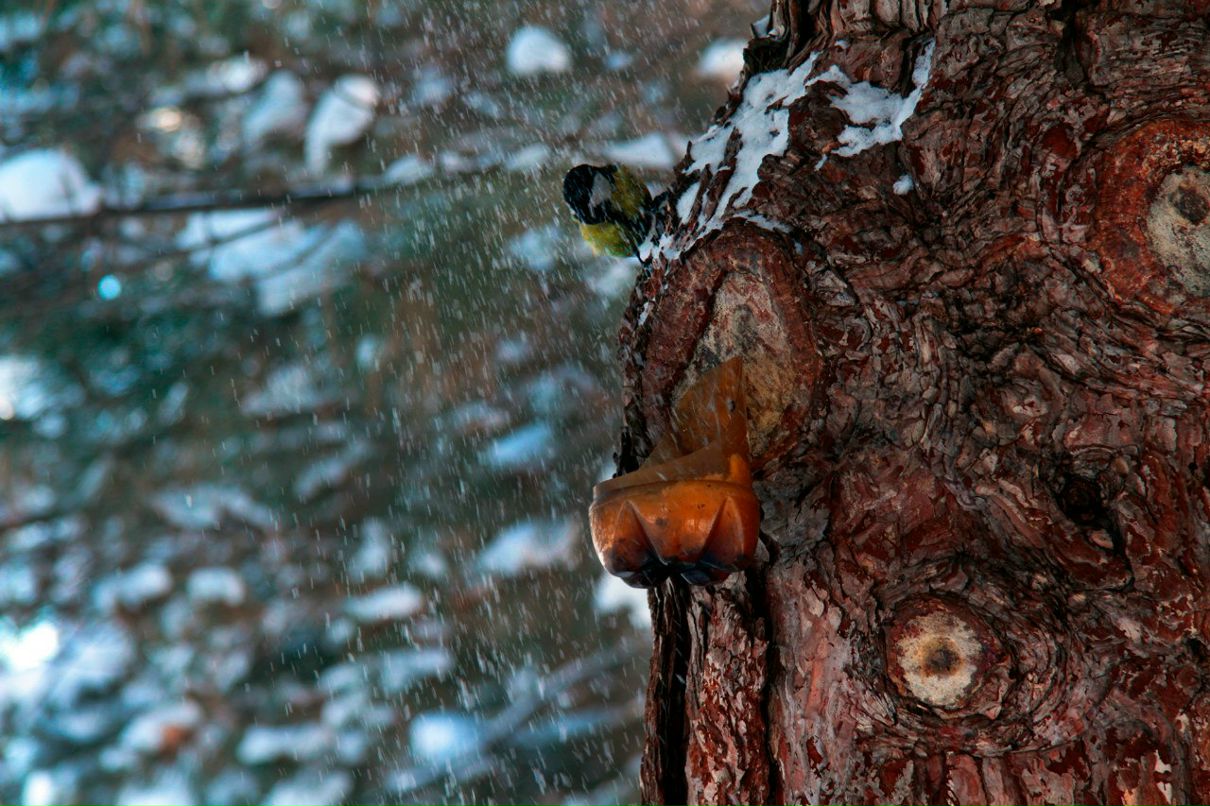 Ирина Бедросова-Козуб | 