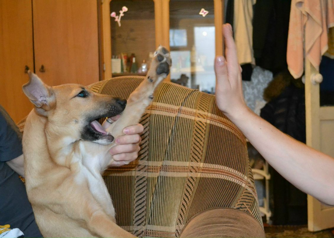 Евгений Голышев | Омск